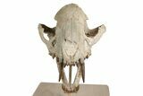 False Saber-Toothed Cat (Dinictis) Skull - South Dakota #236996-1